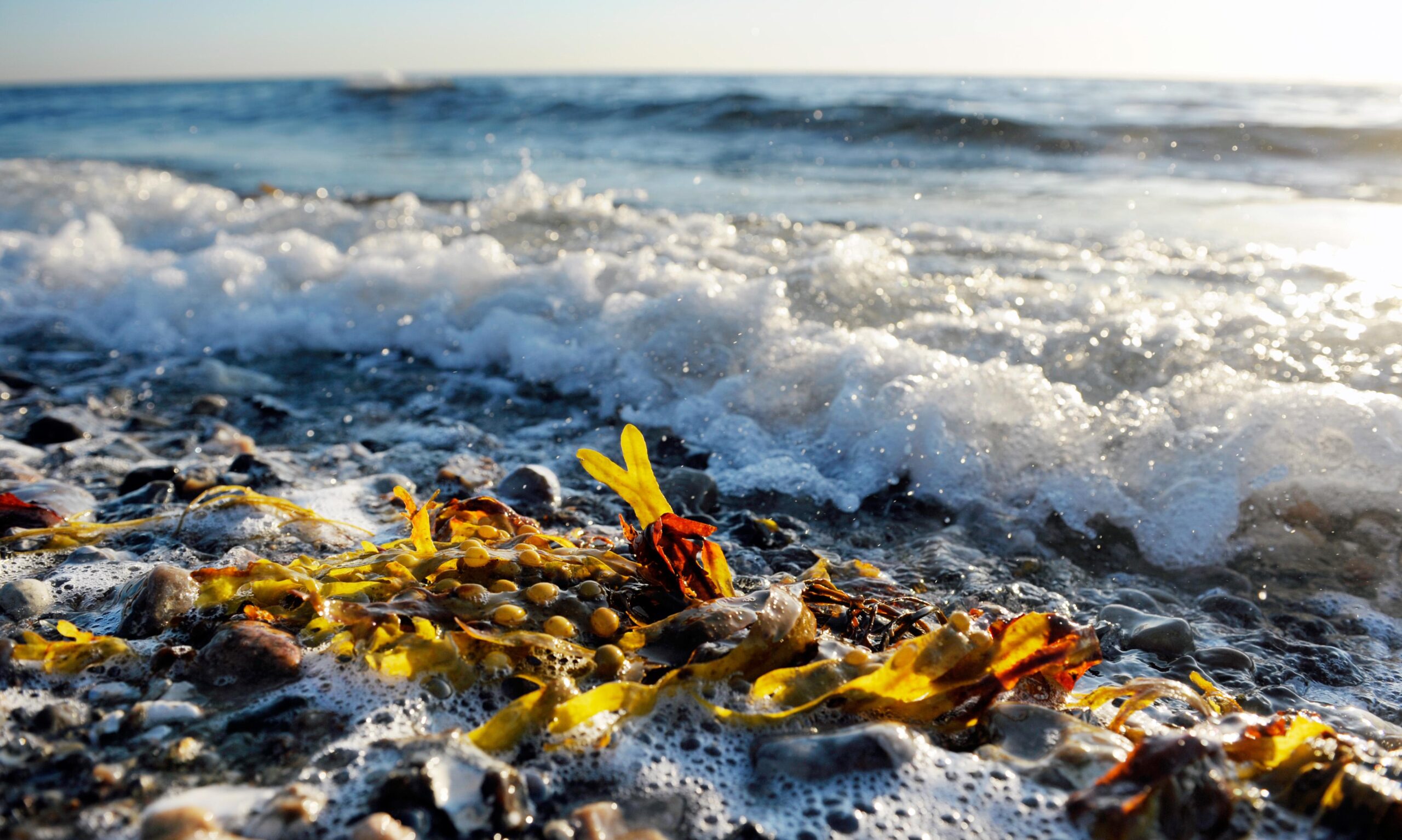 Tang i vandkanten på en strand i Norden